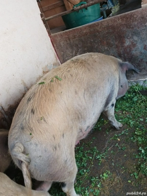 Vând scroafă pentru sacrificat  - imagine 5