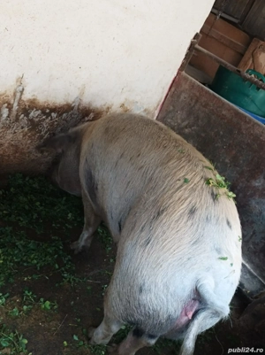 Vând scroafă pentru sacrificat  - imagine 2
