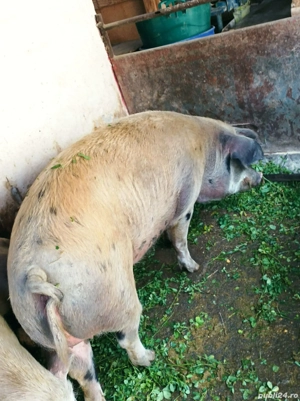 Vând scroafă pentru sacrificat  - imagine 4