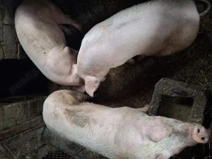 Porci de vanzare rasa landrace 