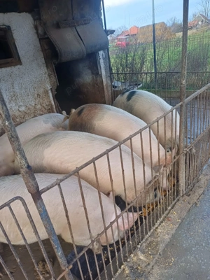 Vând porci între 100 și 200 kg preț negociabil 