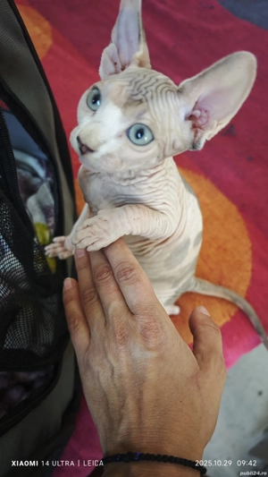 Puiuți Sphinx  - imagine 3