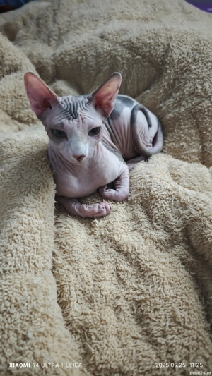 Puiuți Sphinx  - imagine 5