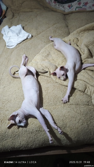 Puiuți Sphinx  - imagine 2