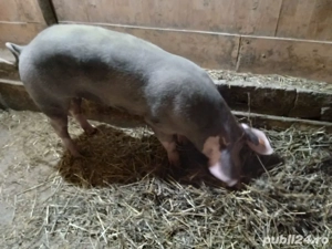 Vând porc  - imagine 2