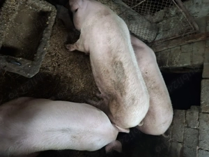 Porci de vanzare rasa landrace  - imagine 2