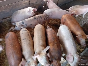 Porci de vanzare  - imagine 3