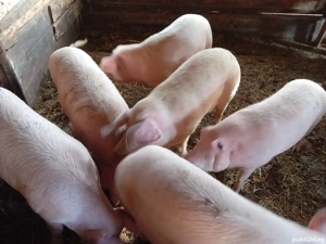 Porci de vanzare  - imagine 4