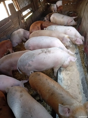 Porci de vanzare  - imagine 5