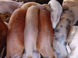 Porci de vanzare 