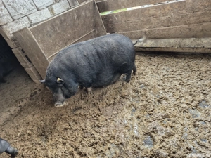 Vand porci vietnamezi  - imagine 2