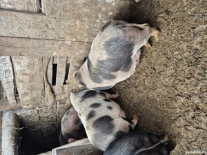 Vand porci vietnamezi  - imagine 4