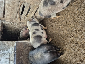 Vand porci vietnamezi  - imagine 3