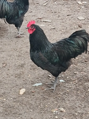 Vind cocoșii găini rasă Australorp Negru tineret. 