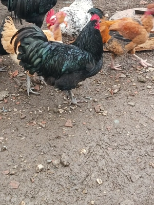 Vind cocoșii găini rasă Australorp Negru tineret.  - imagine 2