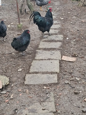 Vind cocoșii găini rasă Australorp Negru tineret.  - imagine 5