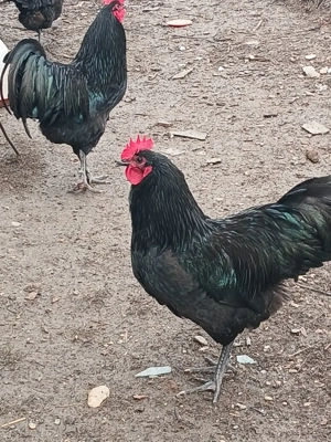 Vind cocoșii găini rasă Australorp Negru tineret.  - imagine 4
