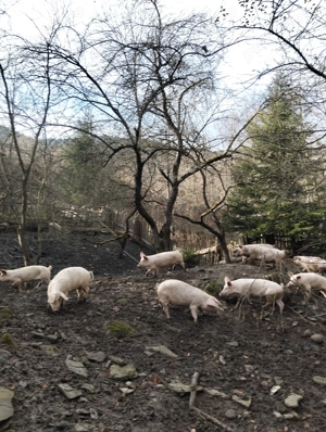 Vând Porcii!Carne din Gospodărie  - imagine 2