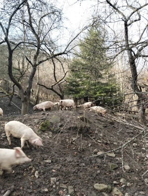 Vând Porcii!Carne din Gospodărie  - imagine 3