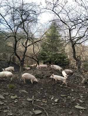 Vând Porcii!Carne din Gospodărie  - imagine 4