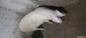 Porc de vanzare - imagine 2