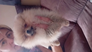 Pomeranian  catelus  - imagine 4