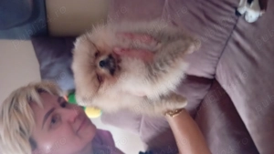 Pomeranian  catelus  - imagine 2