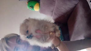 Pomeranian  catelus 