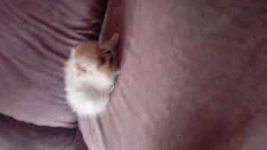 Pomeranian  catelus  - imagine 5