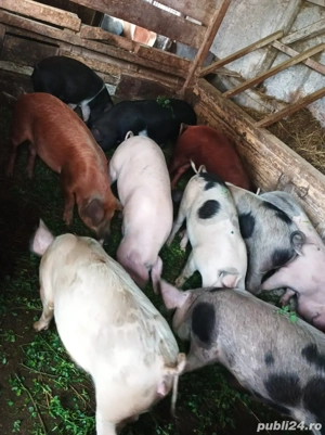 Soldanei 45-50 kg - imagine 5