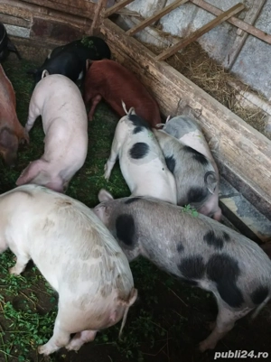 Soldanei 45-50 kg - imagine 4