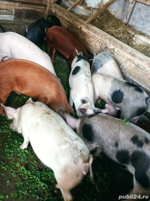 Soldanei 45-50 kg - imagine 3