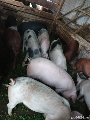 Soldanei 45-50 kg - imagine 2