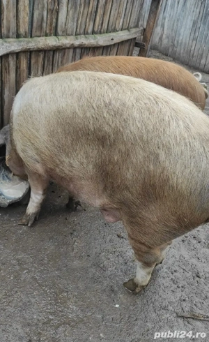 Porci de țară de vânzare  - imagine 2