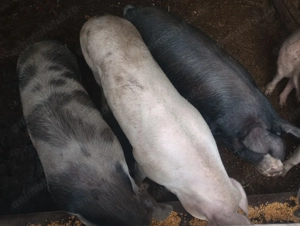 Porci de vânzare. Vând porci crescuți bio, ideali pentru taiere - imagine 4