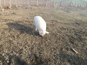 Vând porci de Carne ! 