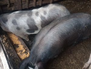 Porci de vânzare. Vând porci crescuți bio, ideali pentru taiere - imagine 5