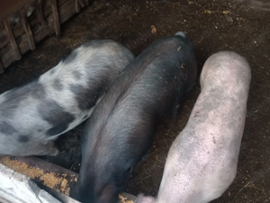 Porci de vânzare. Vând porci crescuți bio, ideali pentru taiere - imagine 3