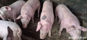 vand porci intre 80 si 120 kg - imagine 2