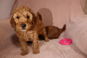 Puiuți de cățeluși spre vânzare - imagine 4