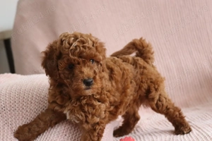 Puiuți de cățeluși spre vânzare - imagine 3