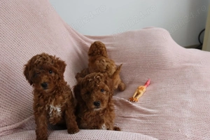 Puiuți de cățeluși spre vânzare - imagine 2