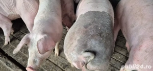 vand porci intre 80 si 120 kg - imagine 3
