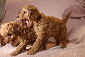 Puiuți de cățeluși spre vânzare