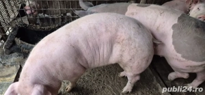 vand porci intre 80 si 120 kg - imagine 4