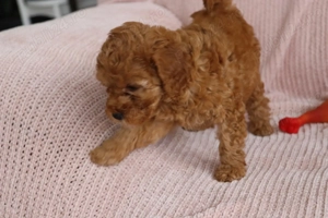 Puiuți de cățeluși spre vânzare - imagine 5