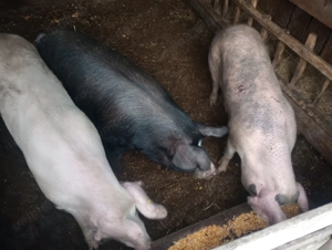 Porci de vânzare. Vând porci crescuți bio, ideali pentru taiere