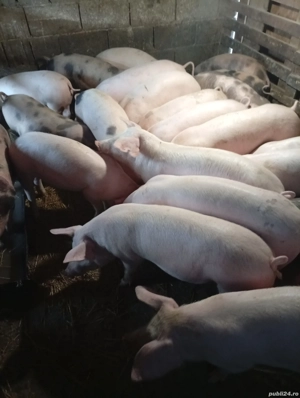 vand șurdei  - imagine 2