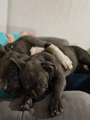 Vand amsaff - imagine 4