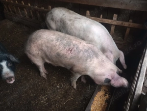 Porci de vânzare. Vând porci crescuți bio, ideali pentru taiere - imagine 2